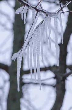 Tree branch with icicles Stock Photos