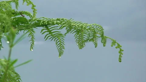 Tree branch intercepts rain, drops hanging on leaves Stock Footage 39986639