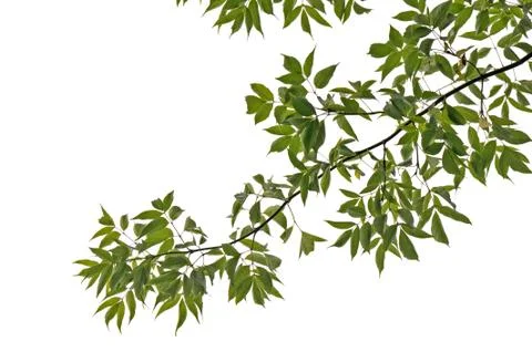 Tree branch isolated on white background Stock Photos