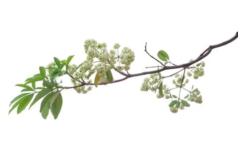 Tree branch isolated on white background. Stock Photos
