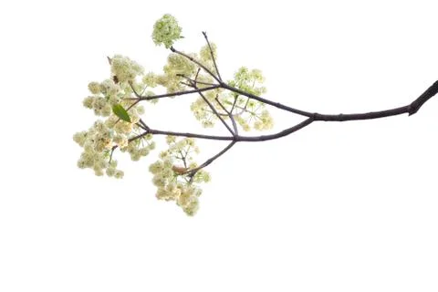 Tree branch isolated on white background. Stock Photos