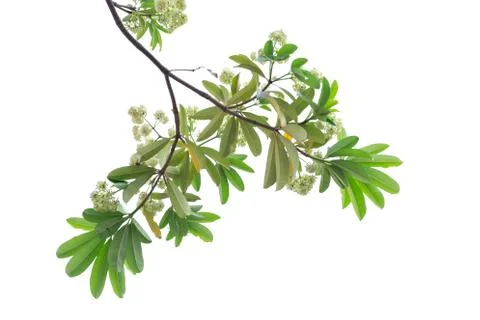 Tree branch isolated on white background. Stock Photos
