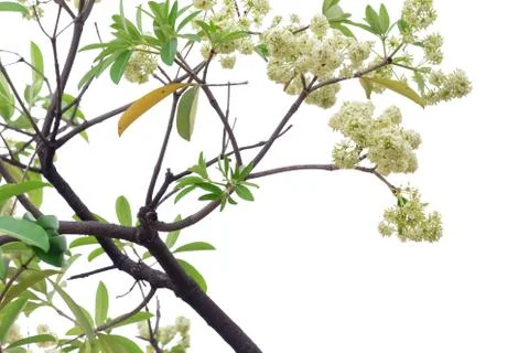 Tree branch isolated on white background. Stock Photos