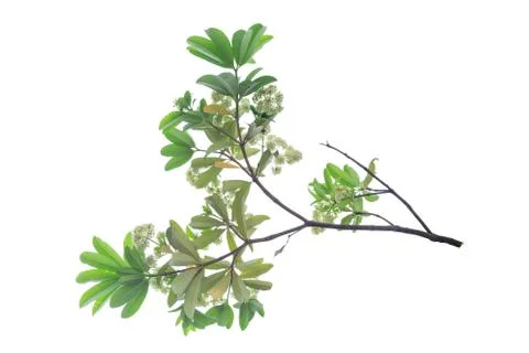 Tree branch isolated on white background. Stock Photos