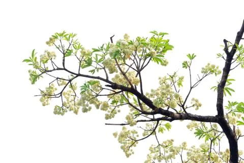 Tree branch isolated on white background. Stock Photos