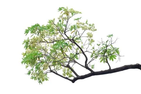 Tree branch isolated on white background. Stock Photos
