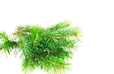 Tree branch isolated white background Stock Photos