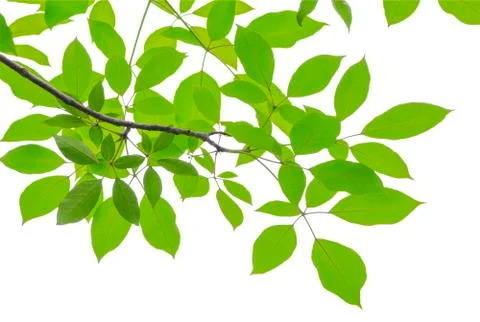 Tree branch isolated on white background (clipping path) Stock Photos
