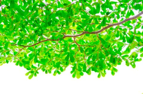 Tree branch isolated on white background Stock Photos