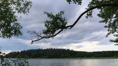 Tree branch at a lake. Stock Footage 246601212