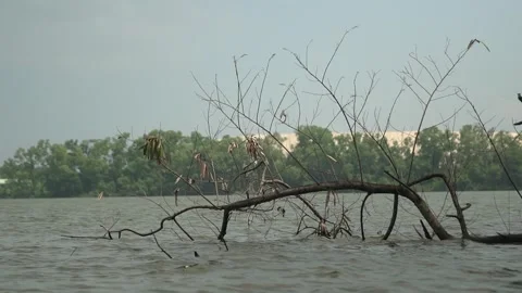 Tree branch in lake Stock Footage 266652264