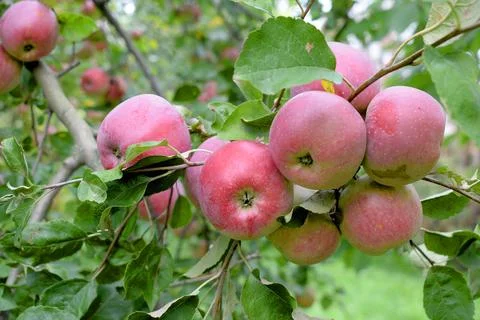 A tree branch with a large number of red apples hanging in clusters. Close-up Фото