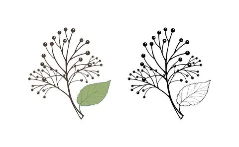 Tree branch with leaf and berries, element for eco design, flyers. Vector Stock Illustration