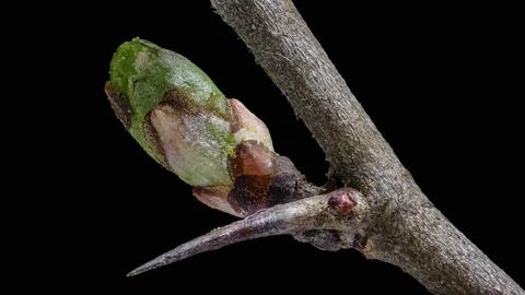 Tree branch with a leaf bud - with a long spine Stock Photos