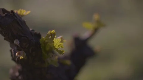 Tree branch with a leaf buds at daytime Stock Footage 87801927