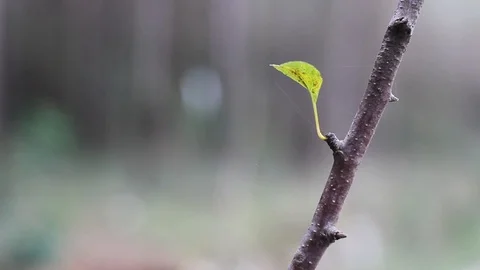 Tree Branch With Leaf Close-up Video stock 125702703