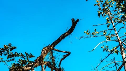 A tree branch is leaning against a tree trunk Stock Photos