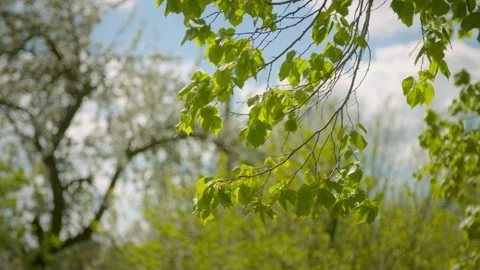 A tree branch with leaves blowing in the wind with blue sky Stock Footage 282718070
