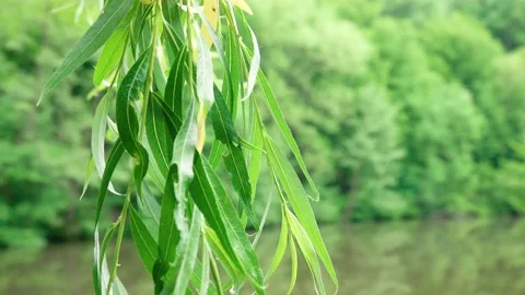 Tree branch with leaves close-up Vídeo Stock 132442026