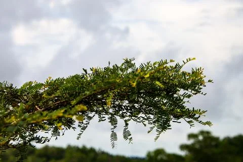 Tree branch with leaves on cloudy clouds background Stock Photos