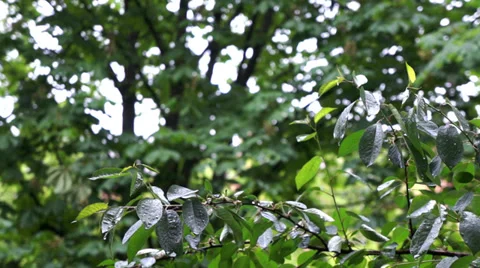 Tree branch with leaves during rain Stock-Footage 39383736