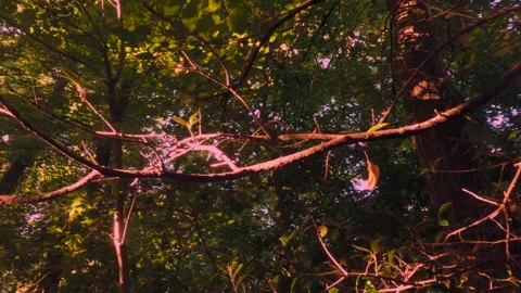 Tree branch with leaves Stock Footage 249826518