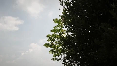 Tree branch with leaves in front of blue sunny sky Stock Photos
