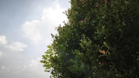 Tree branch with leaves in front of blue sunny sky Stock Photos