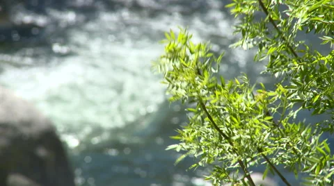 Tree branch with leaves, in front of blurred river rapid Stock Footage 49056702