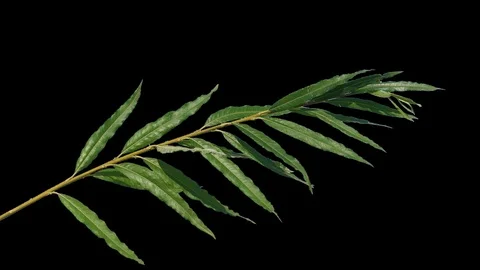Tree branch with leaves on isolated background Stock Footage 97524251