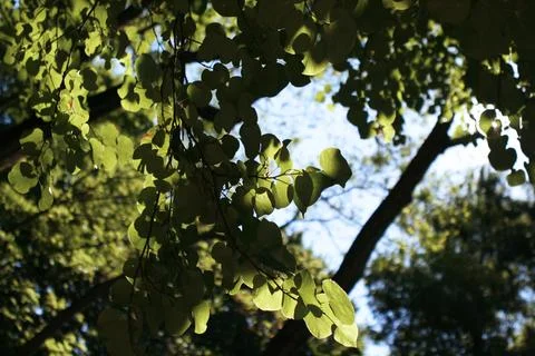 A tree branch with leaves Stock-Fotos
