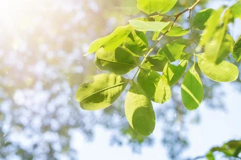 Tree branch with leaves. Stock Photos