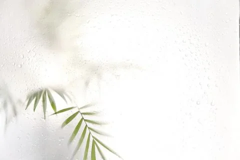 Tree branch with leaves shadow effect. blurred picture with fog effect of palm Fotos de archivo