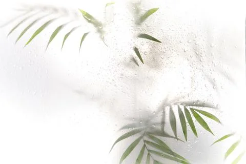 Tree branch with leaves shadow effect. blurred picture with fog effect of palm Stock Photos