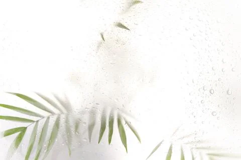 Tree branch with leaves shadow effect. blurred picture with fog effect of palm 스톡 사진