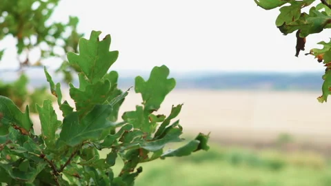 A tree branch with leaves swings in the wind Stock Footage 200669136