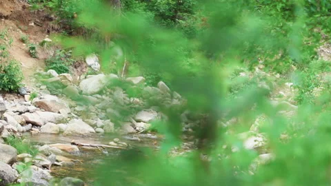 A tree branch with leaves swings in the wind Stock Footage 202140312