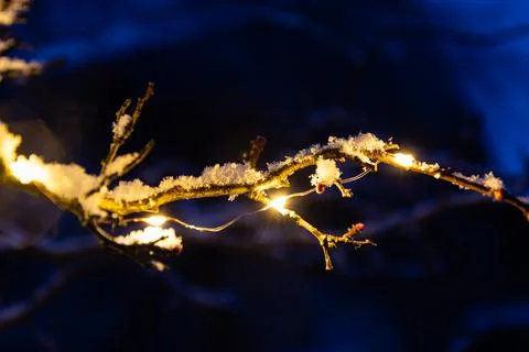 Tree branch with led light shining in the dark evening. Stock Photos