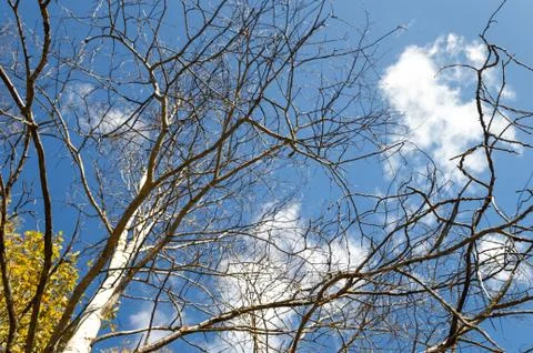 Tree branch with lichen useful Stock Photos