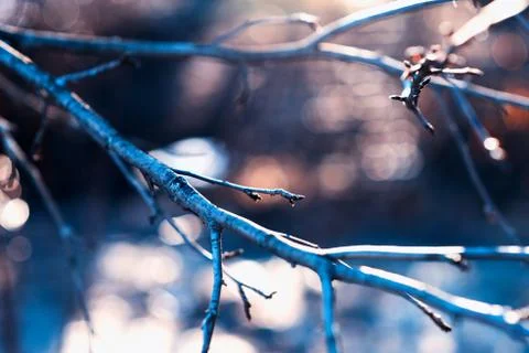 Tree branch with light leak background Stock Photos