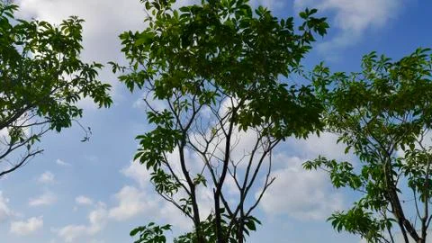 Tree branch look up Stock Photos
