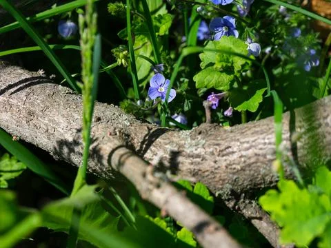 A tree branch lying on grass with blue wild flowers Stock Photos
