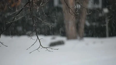Tree Branch in the Middle of a Snow Storm, Blizzard in Minnesota Stock Footage 148180319