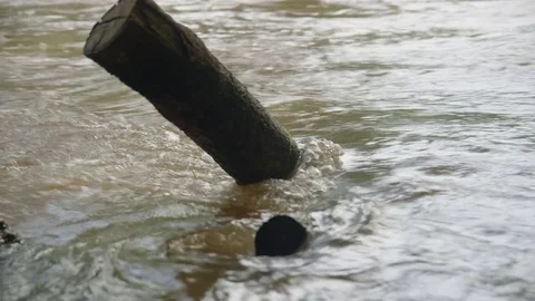 A tree branch in the middle of a stream Stock Footage 80445714