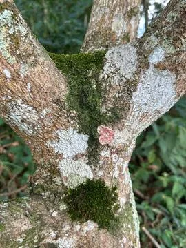 Tree branch with moss and lichen Stock Photos