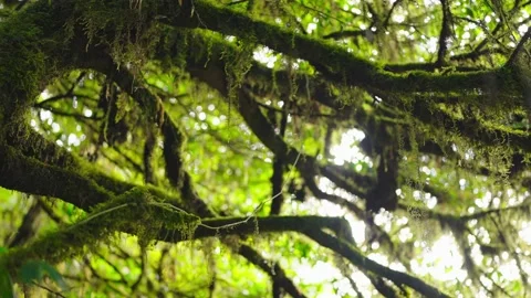 A tree branch with moss on a branch in a forest Stock Footage 230571768