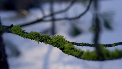 Tree branch with a moss close up Stock-Footage 100834804