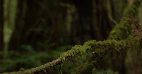 Tree Branch With Moss Video stock 70816866