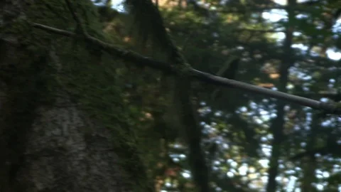 Tree Branch with Moss Stock Footage 119892743