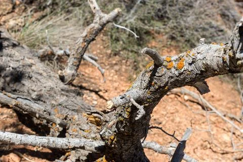 A tree branch with moss growing on it Foto stock